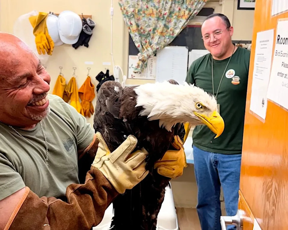 Beloved Big Bear Eagle Jackie’s Health Declines After Suspected Eagle Attack