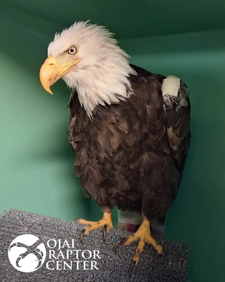 Beloved Big Bear Eagle Jackie’s Health Declines After Suspected Eagle Attack