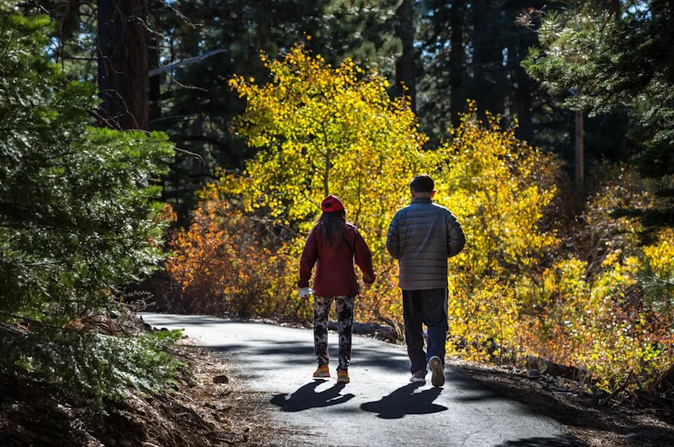 Suspected Tree Poisonings at Burnt Cedar Beach: Authorities Investigate Multiple Contaminations