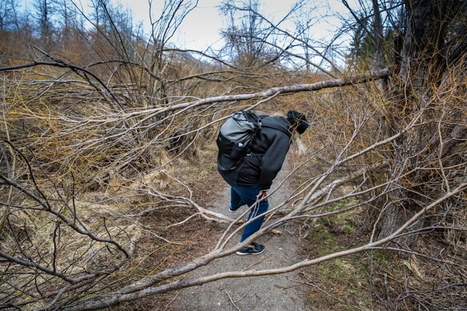 Suspected Tree Poisonings at Burnt Cedar Beach: Authorities Investigate Multiple Contaminations