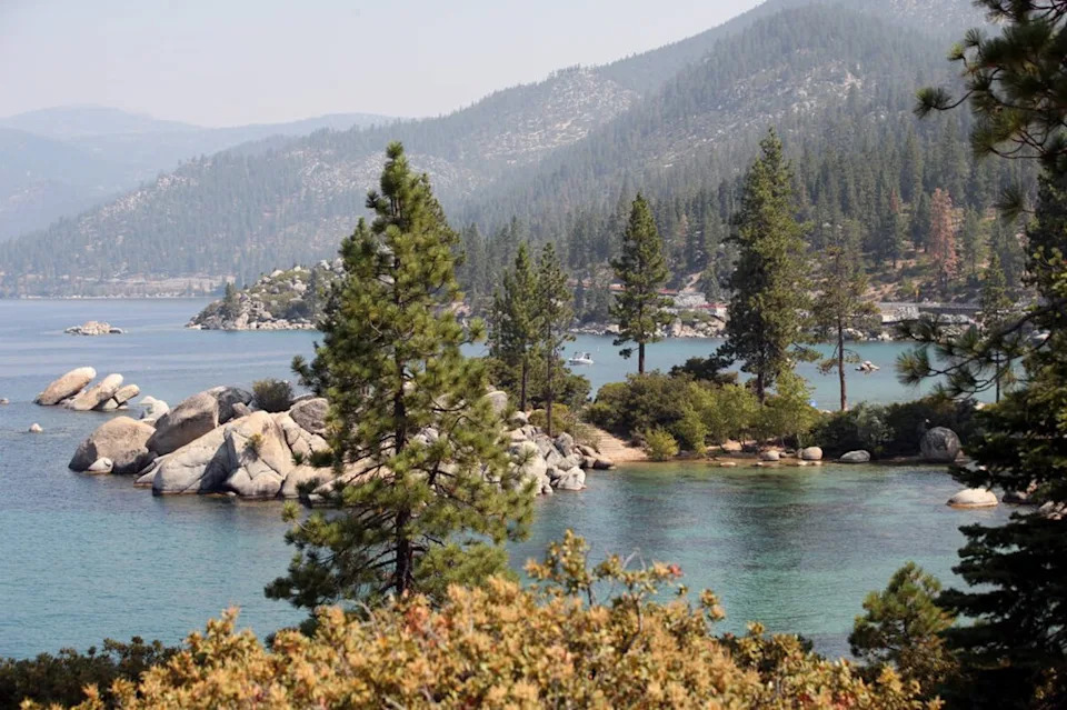 Suspected Tree Poisonings at Burnt Cedar Beach: Authorities Investigate Multiple Contaminations