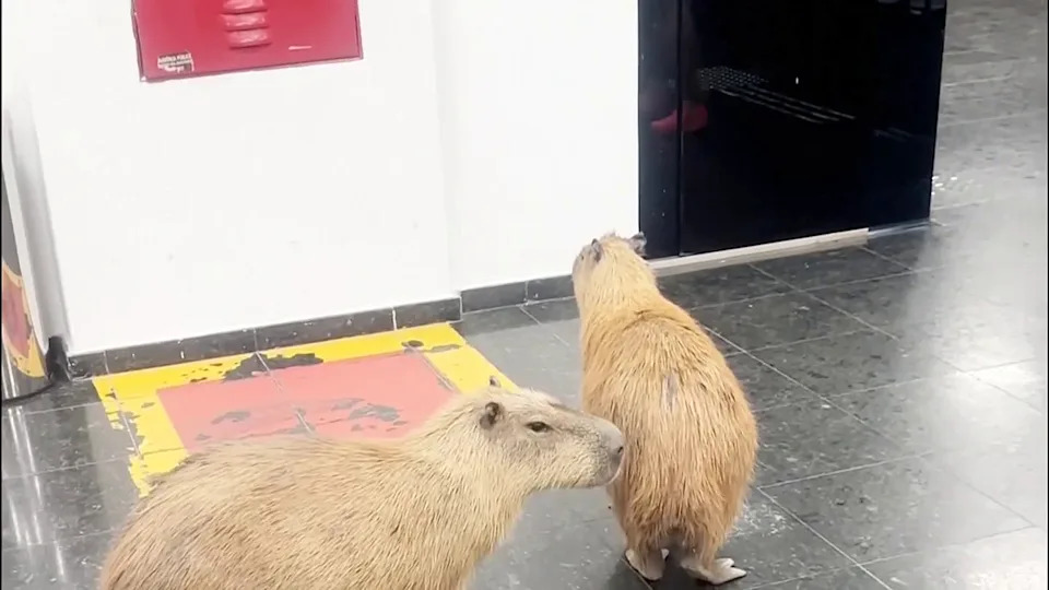 Capybaras Wander Into Mato Grosso Legislature, Briefly Distracting Lawmakers