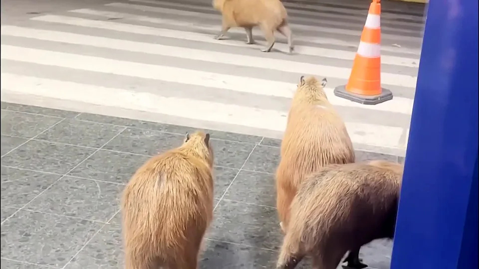 Capybaras Wander Into Mato Grosso Legislature, Briefly Distracting Lawmakers