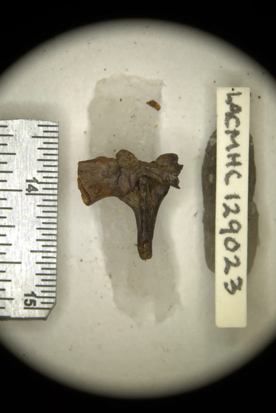Forgotten 1950s Fossil Reveals New Ice Age Spadefoot Toad, Spea labreae