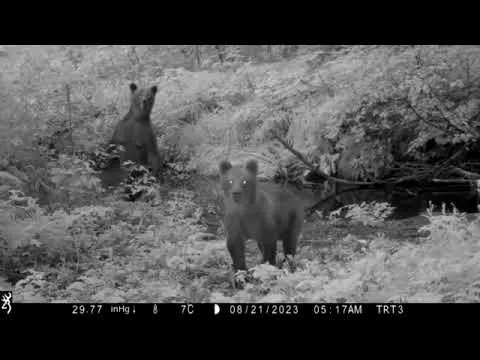 Ljudi — predator koji plaši i medvede i planinske lavove