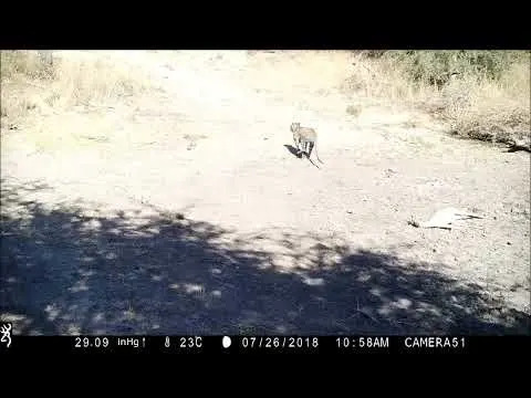 Ljudi — predator koji plaši i medvede i planinske lavove