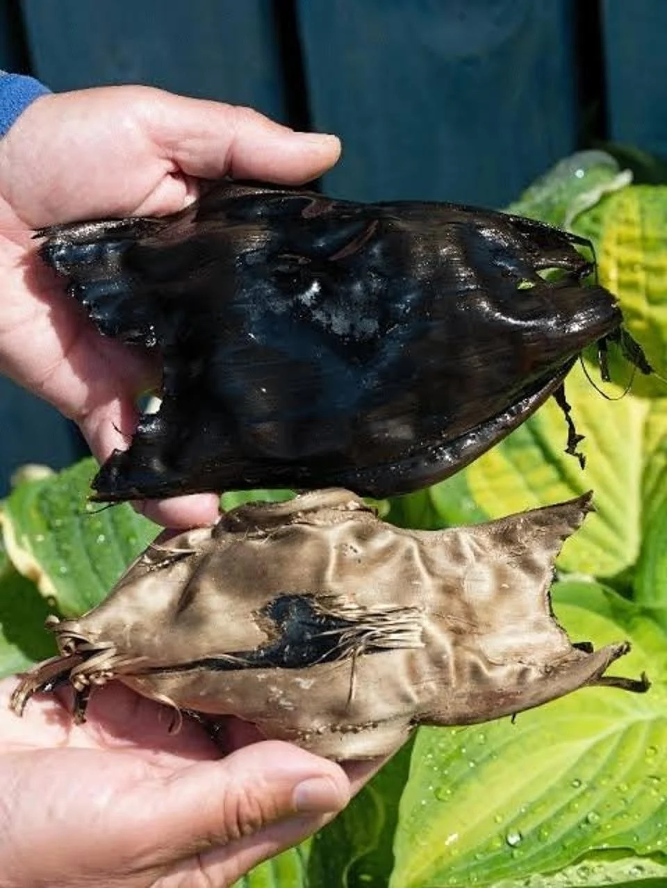 Community Divers Reveal Active, Multi-Season Breeding Ground for Critically Endangered Flapper Skate