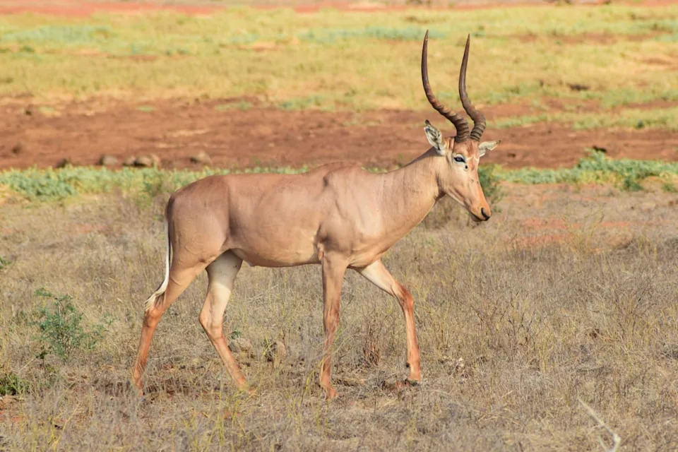 From 16,000 to Fewer Than 500: Can the Hirola — Africa’s 'Ghost of the Horn' — Be Saved?