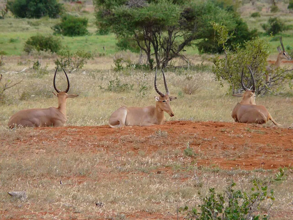 From 16,000 to Fewer Than 500: Can the Hirola — Africa’s 'Ghost of the Horn' — Be Saved?