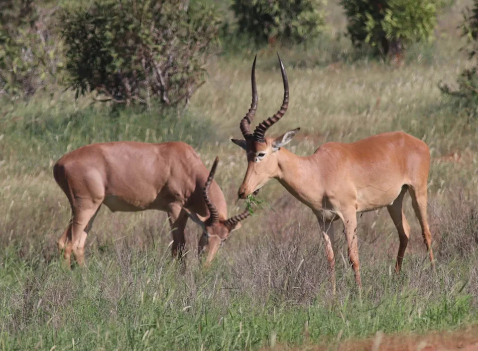 From 16,000 to Fewer Than 500: Can the Hirola — Africa’s 'Ghost of the Horn' — Be Saved?