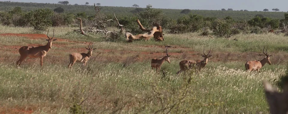 From 16,000 to Fewer Than 500: Can the Hirola — Africa’s 'Ghost of the Horn' — Be Saved?