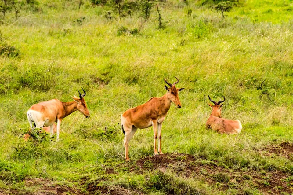 From 16,000 to Fewer Than 500: Can the Hirola — Africa’s 'Ghost of the Horn' — Be Saved?