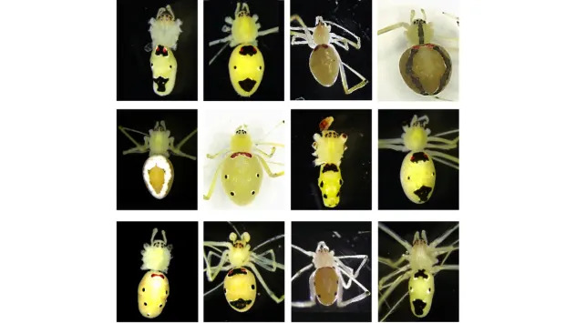 Himalayan ‘Happy‑Face’ Spider Discovered: Theridion himalayana Unearthed in Uttarakhand
