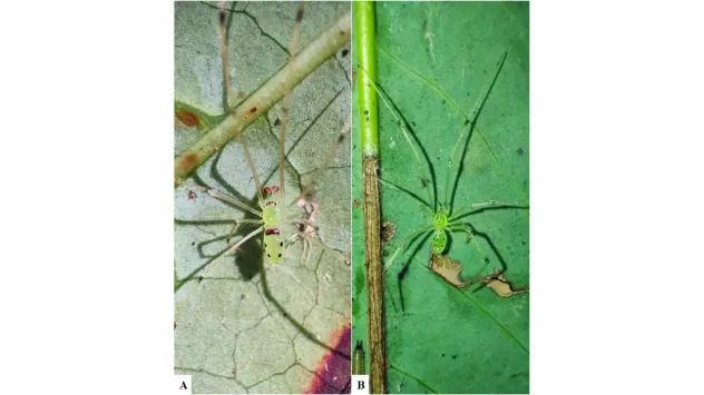 Himalayan ‘Happy‑Face’ Spider Discovered: Theridion himalayana Unearthed in Uttarakhand