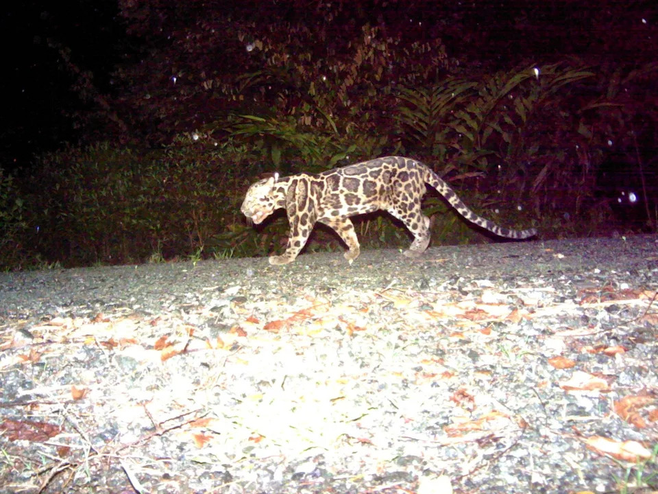 Rare Sighting: 8.5-Year-Old Sunda Clouded Leopard Photographed in Borneo — First Female Lifespan Documented