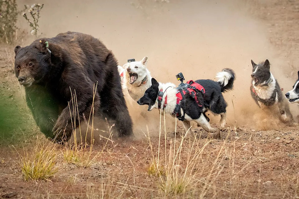 Meet Badger and Banjo: Karelian Bear Dogs Haze Nevada’s Bears to Keep Neighborhoods Safe