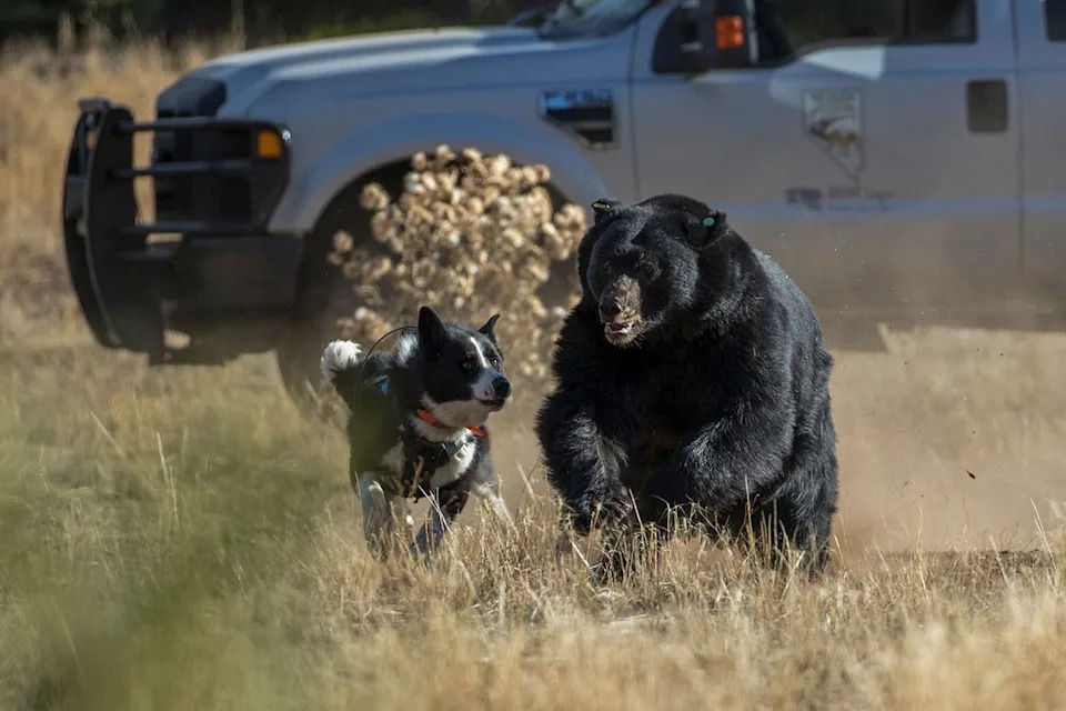 Meet Badger and Banjo: Karelian Bear Dogs Haze Nevada’s Bears to Keep Neighborhoods Safe