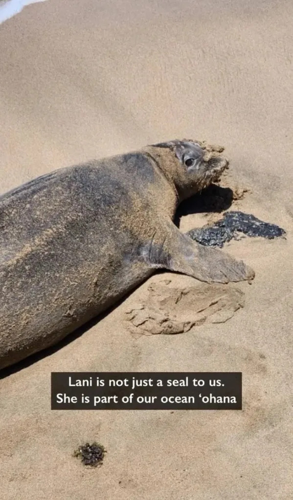 Authorities Seek Two Men After Rock Thrown at Endangered Hawaiian Monk Seal on Diamond Head Beach