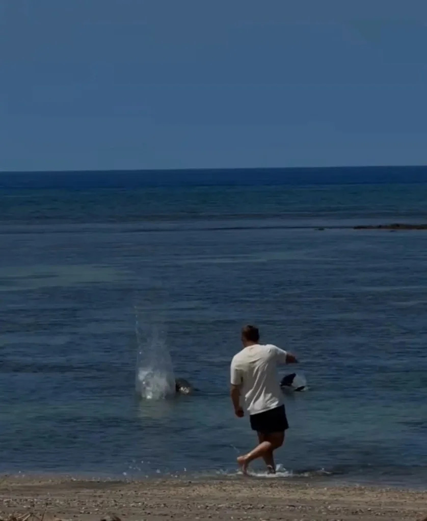 Authorities Seek Two Men After Rock Thrown at Endangered Hawaiian Monk Seal on Diamond Head Beach