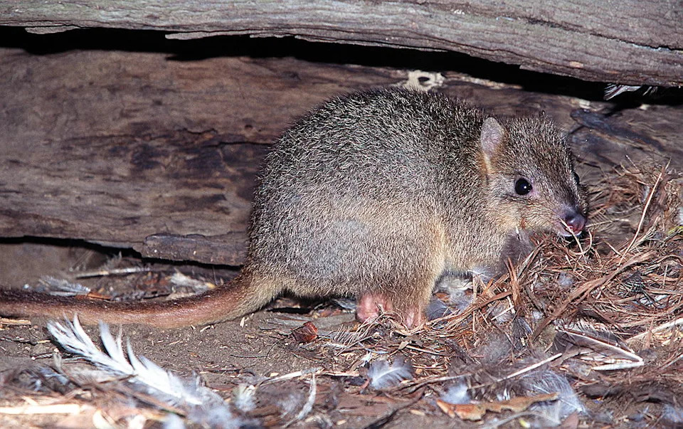 Australija Ulaže 2,7 Miliona Dolara Za Potpuno Iskorenjivanje Feralnih Mačaka Na Kangaroo Islandu Do 2030.