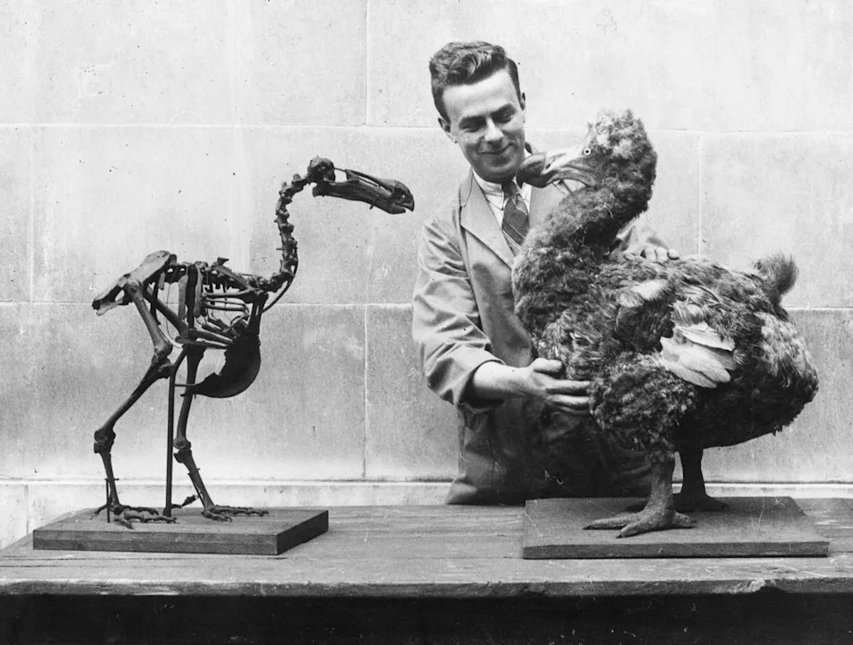 The Dodo Was Smarter Than Its Reputation — Trust In Humans, Not Low Intelligence, Led To Extinction