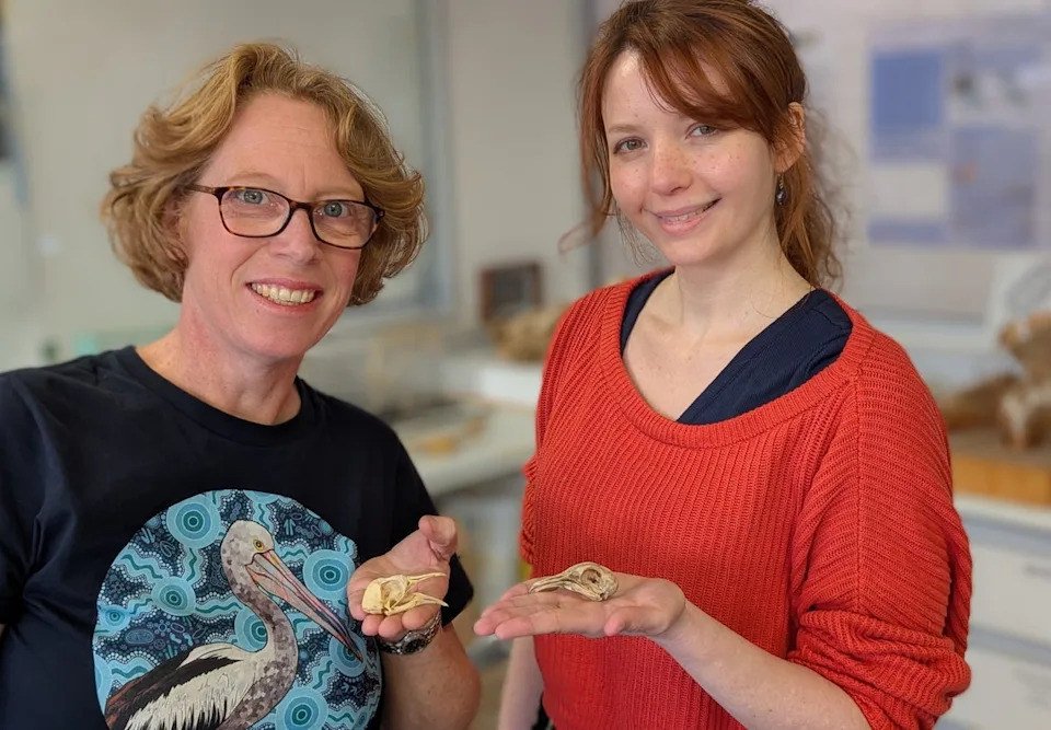 The Dodo Was Smarter Than Its Reputation — Trust In Humans, Not Low Intelligence, Led To Extinction