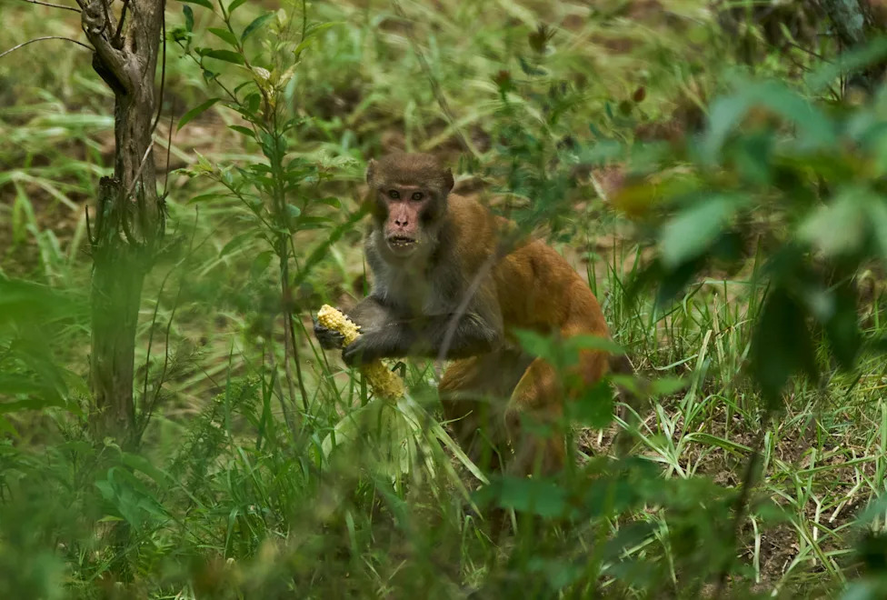 Crop‑Raiding Macaques Devastate Nepal's Rural Farms — Villagers Keep Watch at Dawn