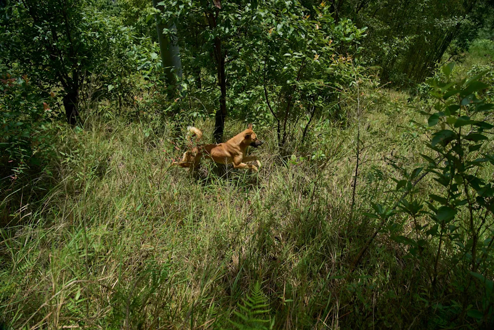 Crop‑Raiding Macaques Devastate Nepal's Rural Farms — Villagers Keep Watch at Dawn