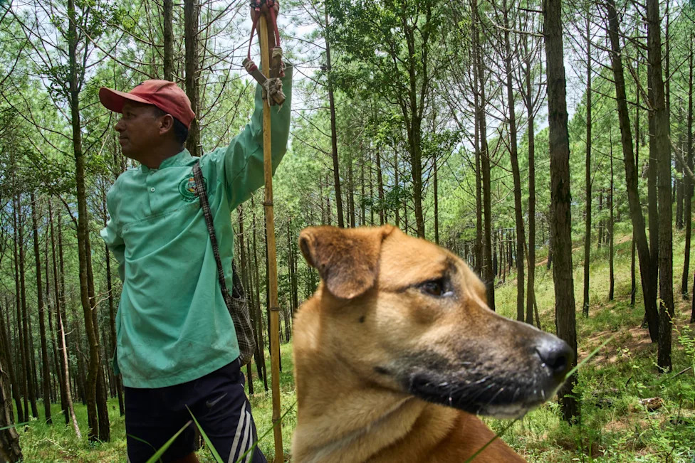 Crop‑Raiding Macaques Devastate Nepal's Rural Farms — Villagers Keep Watch at Dawn