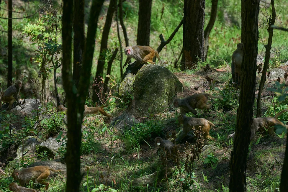Crop‑Raiding Macaques Devastate Nepal's Rural Farms — Villagers Keep Watch at Dawn