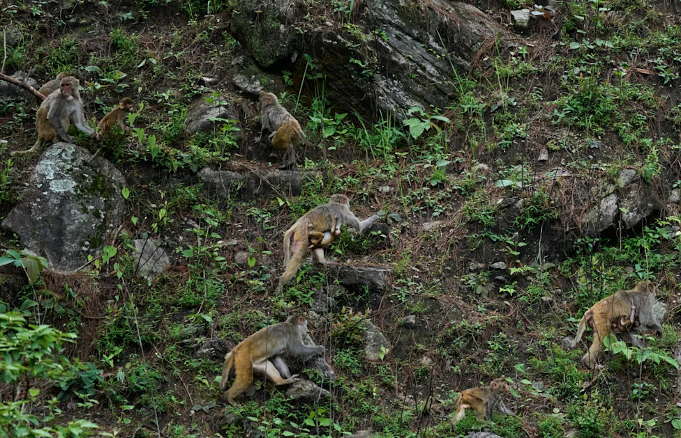 Crop‑Raiding Macaques Devastate Nepal's Rural Farms — Villagers Keep Watch at Dawn