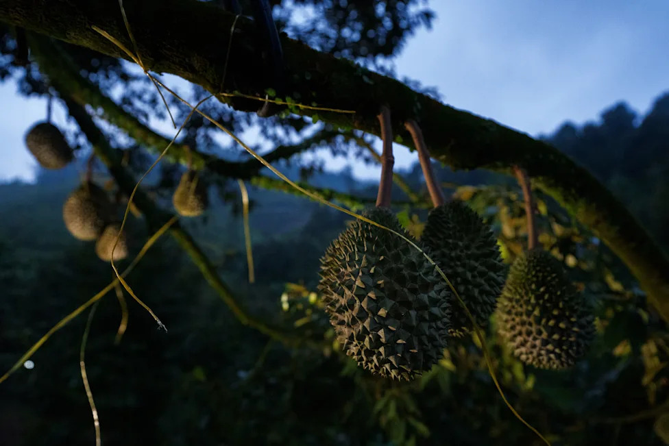 Under Pressure: Malaysian Durian Growers Battle Climate Change and Rising Costs While Chasing China’s Booming Market