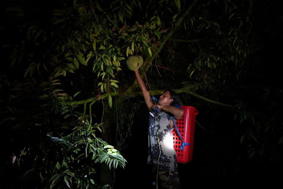Under Pressure: Malaysian Durian Growers Battle Climate Change and Rising Costs While Chasing China’s Booming Market