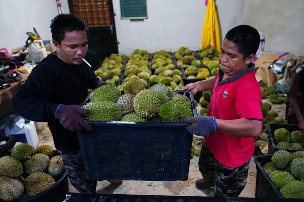 Under Pressure: Malaysian Durian Growers Battle Climate Change and Rising Costs While Chasing China’s Booming Market