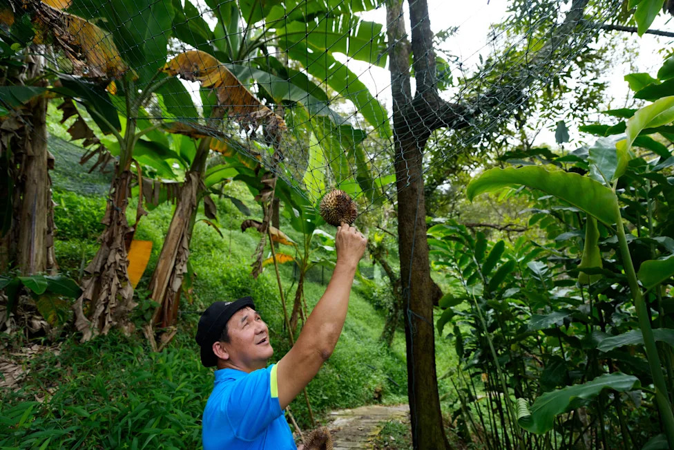 Under Pressure: Malaysian Durian Growers Battle Climate Change and Rising Costs While Chasing China’s Booming Market