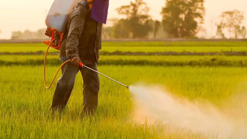 Cijanid Ubio 15 Slonova u Kimani — Krivolovci Ili Zabranjeni Pesticidi?