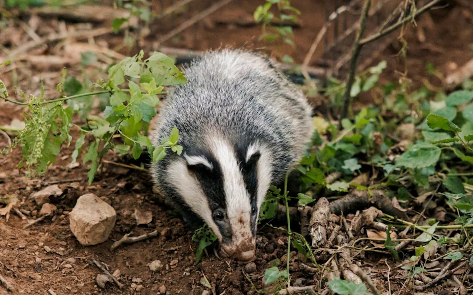 England Reboots Its Badger Strategy: Vaccination, New Costs and a Fragile Political Deal