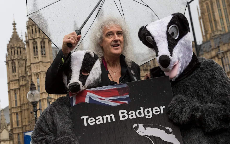 England Reboots Its Badger Strategy: Vaccination, New Costs and a Fragile Political Deal
