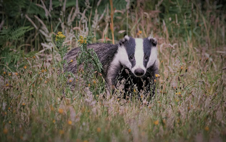 England Reboots Its Badger Strategy: Vaccination, New Costs and a Fragile Political Deal