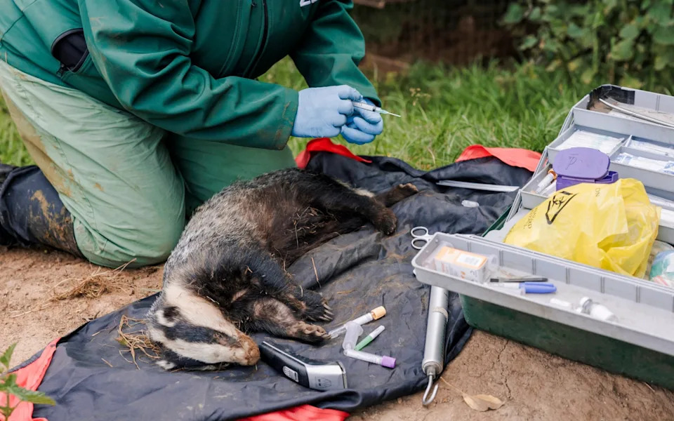 England Reboots Its Badger Strategy: Vaccination, New Costs and a Fragile Political Deal
