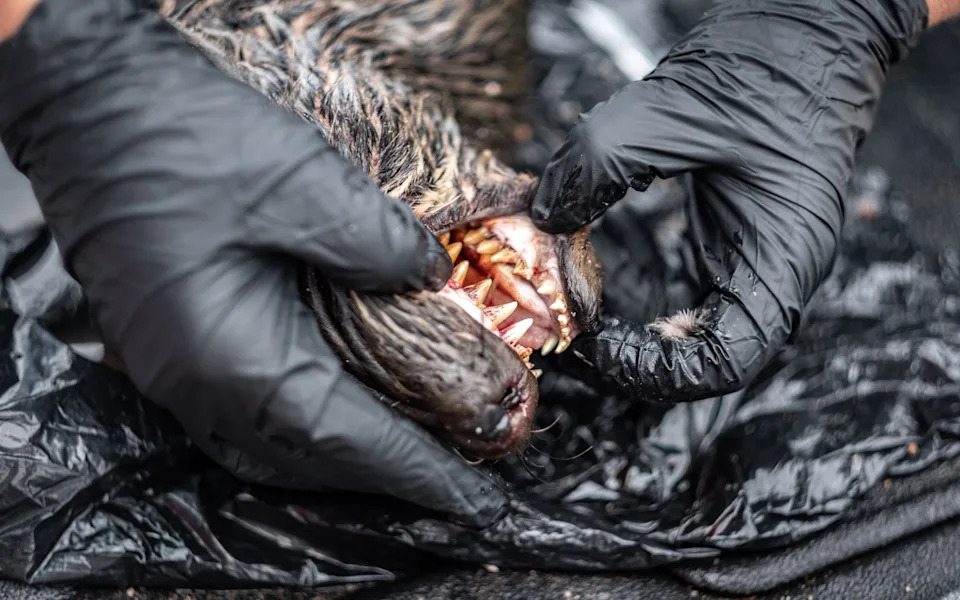 El Niño Could Accelerate Spread Of Rabid Seals — WOAH Urges Southern Hemisphere Vigilance