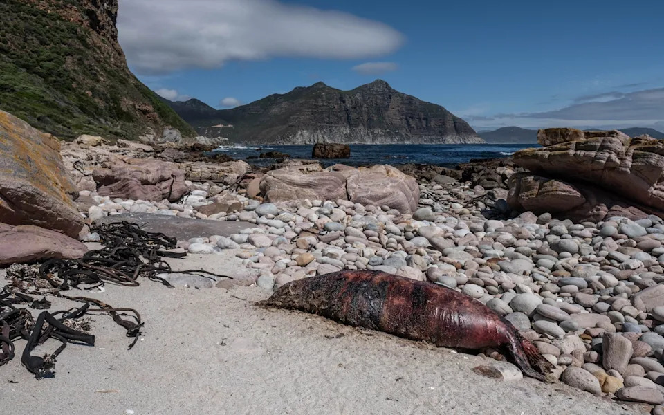 El Niño Could Accelerate Spread Of Rabid Seals — WOAH Urges Southern Hemisphere Vigilance