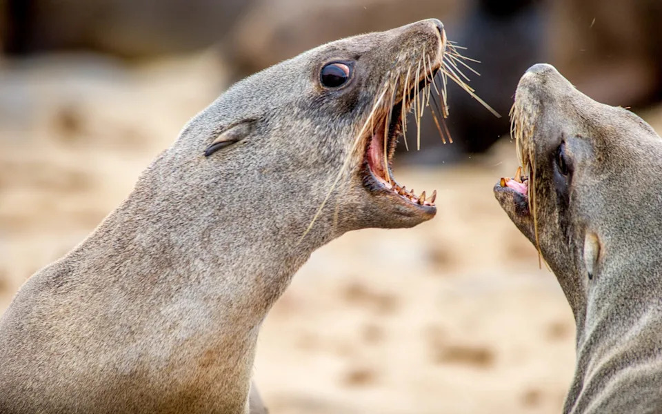 El Niño Could Accelerate Spread Of Rabid Seals — WOAH Urges Southern Hemisphere Vigilance