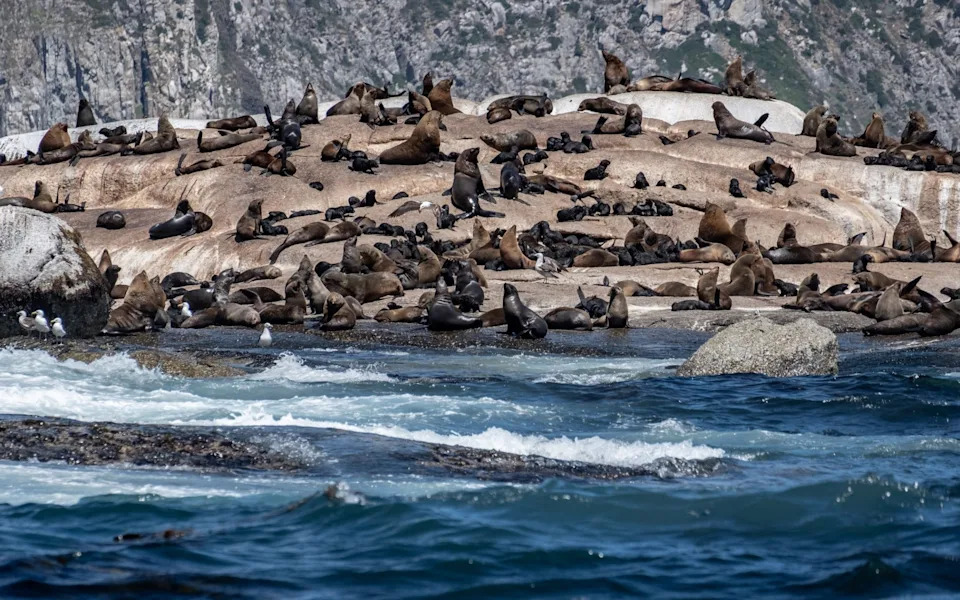 El Niño Could Accelerate Spread Of Rabid Seals — WOAH Urges Southern Hemisphere Vigilance