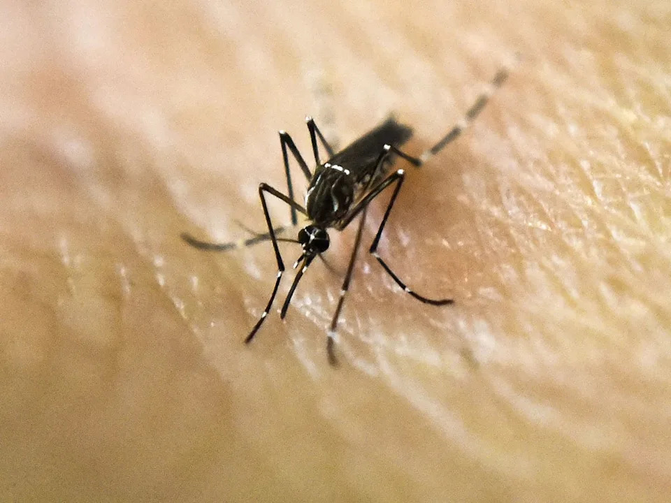 Dengue-Carrying Mosquitoes Are Spreading Across the U.S. — Where To Be Alert