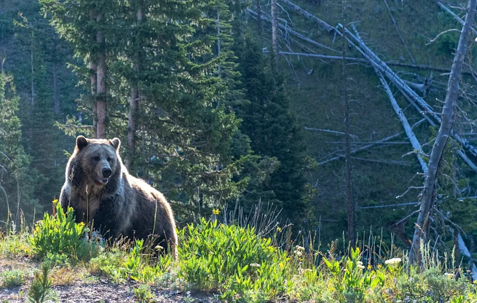 Live Streams Show Two Grizzly Cubs Killed by Adult Females at Alaska’s Katmai National Park