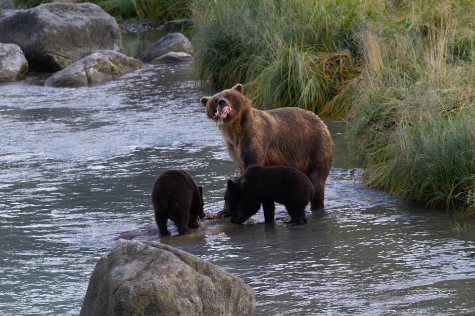 Live Streams Show Two Grizzly Cubs Killed by Adult Females at Alaska’s Katmai National Park