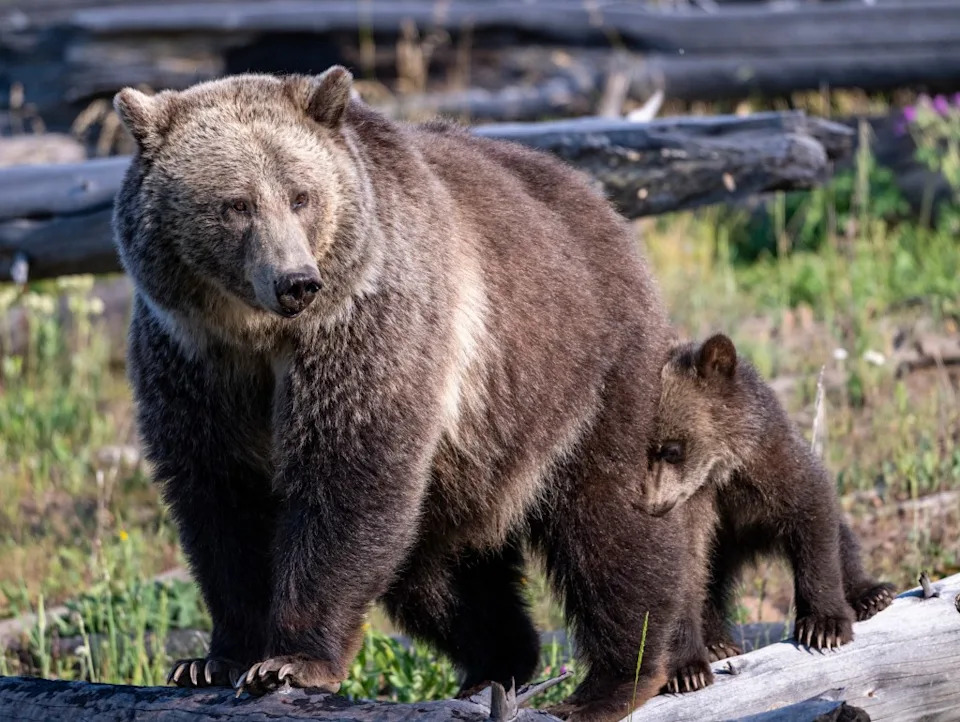 Live Streams Show Two Grizzly Cubs Killed by Adult Females at Alaska’s Katmai National Park