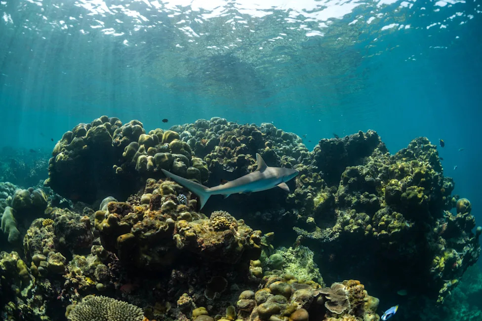 Kajacima protiv „ecocida“: Mladi aktivisti na Maldivima brane mangrove i budućnost ostrva