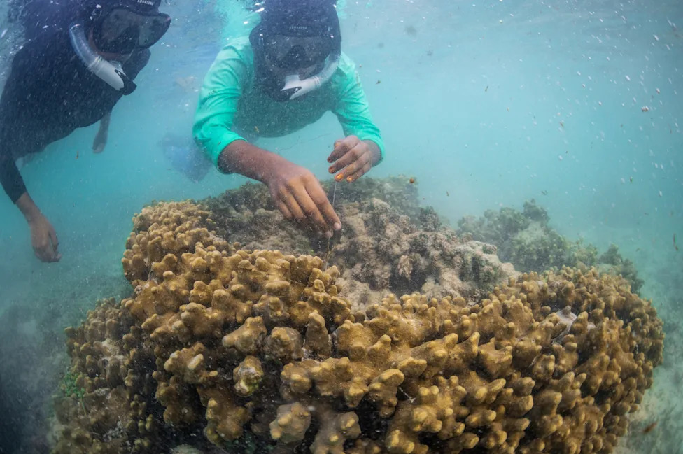 Kajacima protiv „ecocida“: Mladi aktivisti na Maldivima brane mangrove i budućnost ostrva
